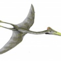 † Hatzegopteryx thambema<p>(vor etwa 72 bis 66 Millionen Jahren)</p>